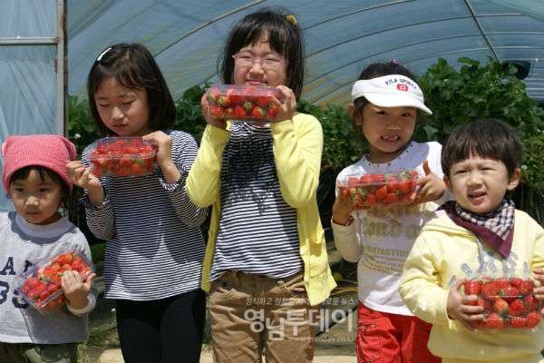 상주시 내서면 서만리구마이 농촌정보화마을에서 어린이들이 딸기체험을 하고 있는 모습