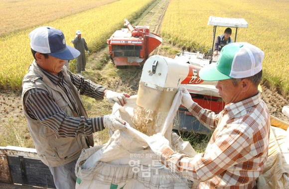 쌀수확기에 접어들면서 농민들이 논에서 구슬땀을 흘리며 수확하고 있다.