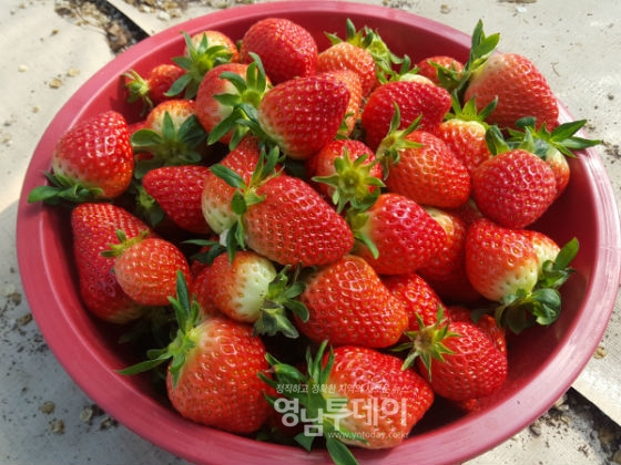 딸기는 비타민C가 풍부해 감기예방 및 피로, 스트레스로 인한 활성산소 제거에 효가가 있다.