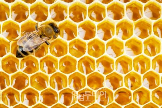 꿀만이 아닌 양봉산물인 화분 봉독 밀납 등이 생산된다.