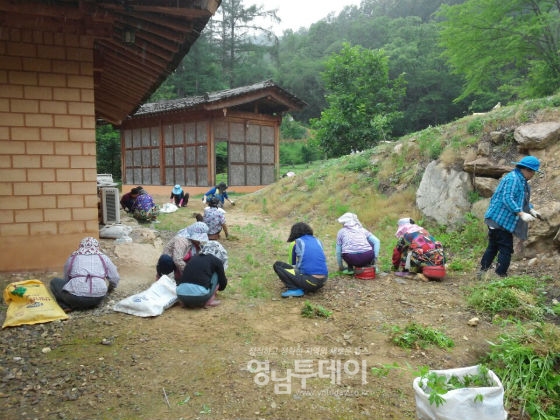 마을 주민들이 밤원체험마을 주위에 대청소 및 잠초제거를 하고 있는 모습