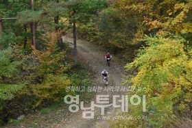 울진 금강소나무숲길을 달리는 대회 참가 선수