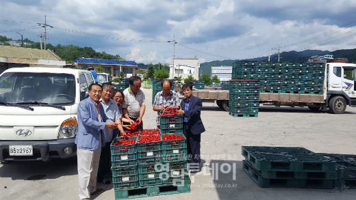 봉화군, 2018 계약재배 홍고추 수매 시작
