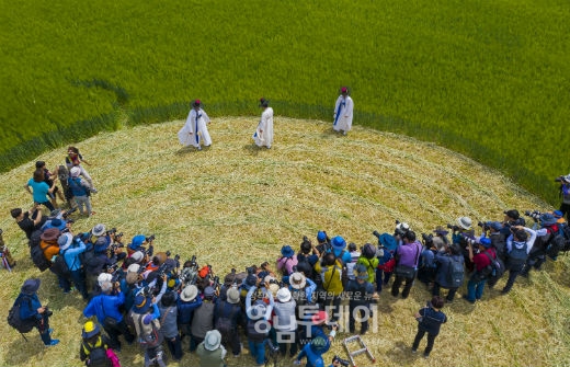 안동 청보리밭축제(사진제공,안동시농업기술센터 이용덕