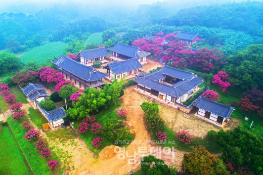 배롱나무 꽃이 만개한 병산서원의 아침(사진제공) 안동시농업기술센터 이용덕