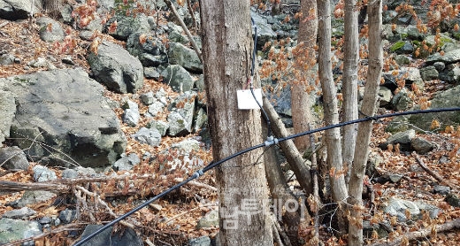 고로쇠 수액 채취용 호스가 연결되어 있는 나무사진