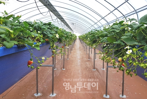 하이베드시설 딸기재배