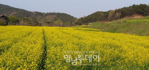 예천군 회룡포 유채꽃