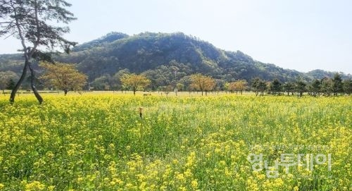 상주 경천섬 유채꽃 만개