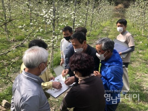꽃눈피해를 조사하고 있는 농업재해조사단과 기술센터 직원들